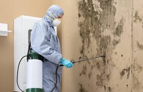 Why You Should Choose Our Mold Remediation Services in Rockland, ME